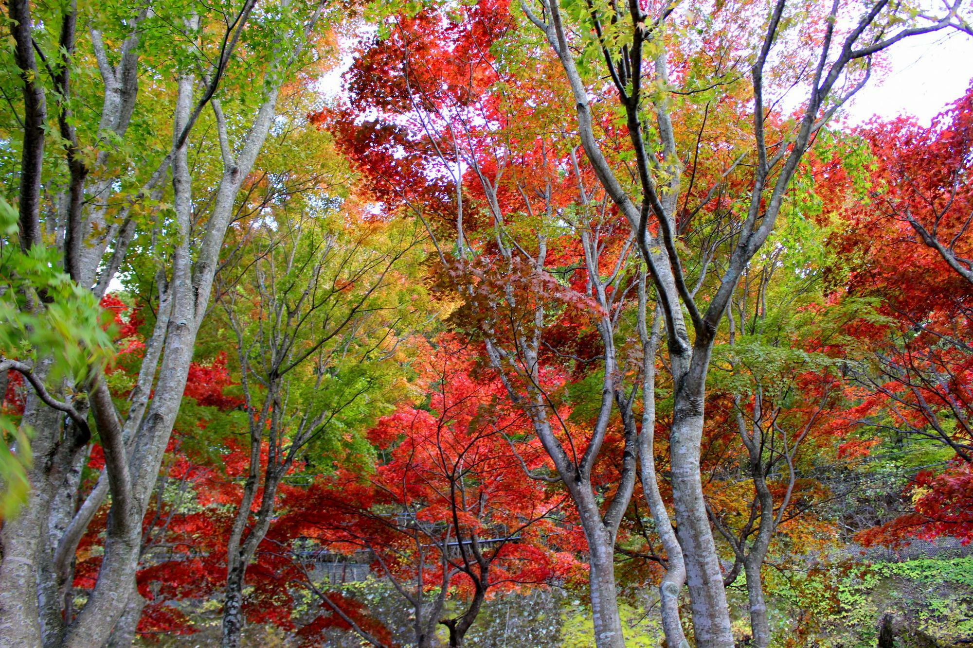 鬼怒川温泉と塩原温泉を結ぶ紅葉ロード「日塩もみじライン」